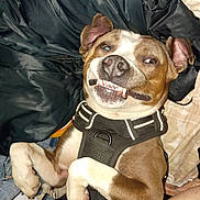 Dollar joined the competition — help win amazing prizes! dog, canine, pet, brown_and_white, smiling, grinning, lying_down, harness, collar, floppy_ears, close_up, portrait, indoors, couch, blanket, fabric, home, funny, happy, flash_photography