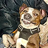 dog, canine, pet, brown_and_white, smiling, grinning, lying_down, harness, collar, floppy_ears, close_up, portrait, indoors, couch, blanket, fabric, home, funny, happy, flash_photography