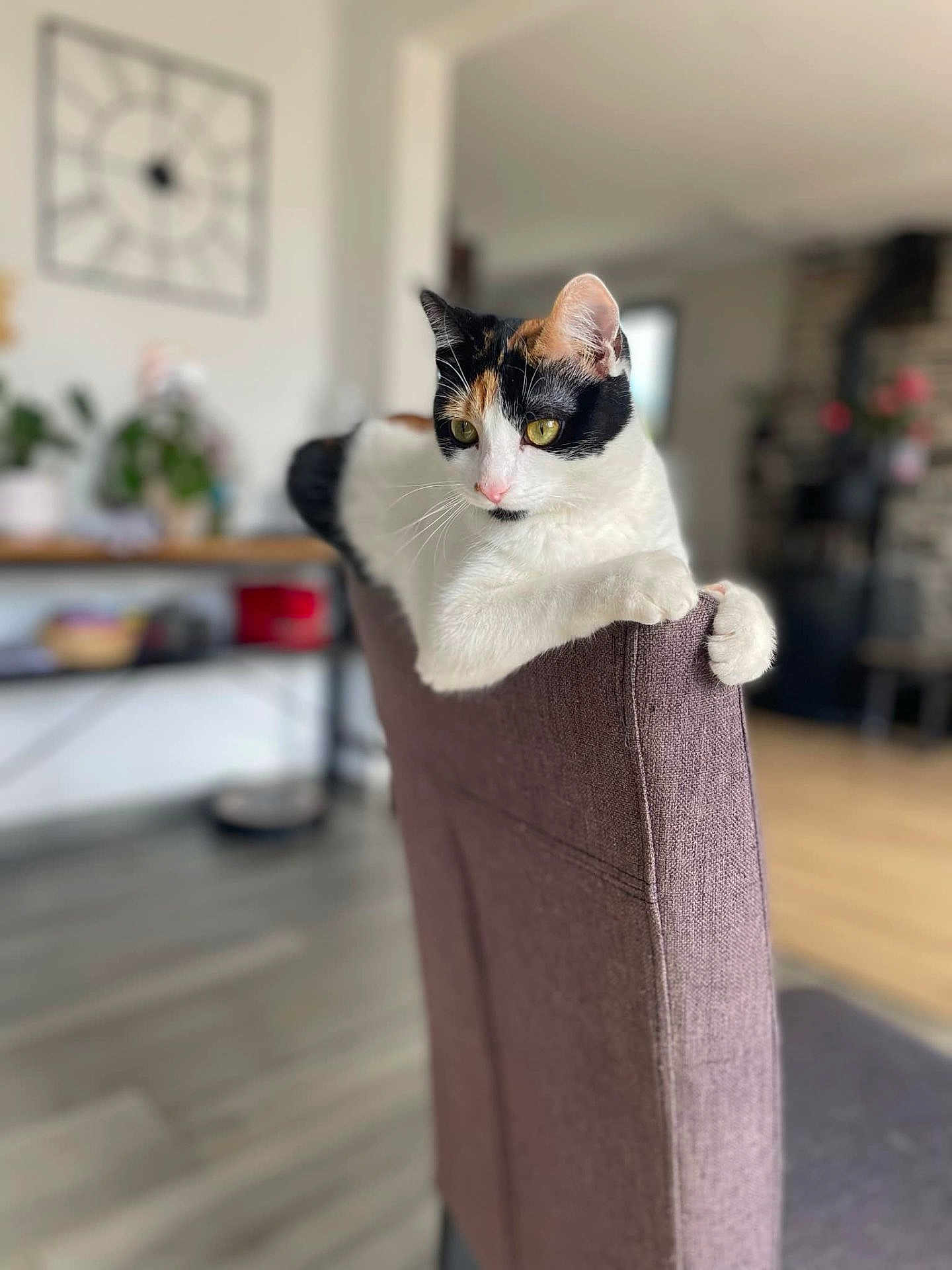 Vaïa a rejoint le concours — aidez-le/la à gagner de superbes lots ! cat, calico_cat, chair_back, indoors, living_room, furniture, relaxed, pet, animal, yellow_eyes, whiskers, fur, paws, home, cozy, soft_light, blurred_background, domestic_cat, curious, seated