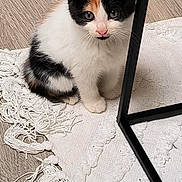 Vaïa participe au concours pour gagner de l'argent avec cette photo : kitten, cat, calico, pet, indoor, floor, rug, white, black, orange, curious, small, cute, animal, feline, young, sitting, fur, whiskers, playful