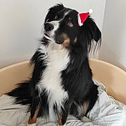 Jazz a rejoint le concours — aidez-le/la à gagner de superbes lots ! adorable, animal, bed, black_and_white, canine, companion, cozy, cute, dog, domestic_animal, fluffy, fur, holiday, indoors, looking_up, pet_bed, portrait, resting, santa_hat, white_background