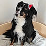 adorable, animal, bed, black_and_white, canine, companion, cozy, cute, dog, domestic_animal, fluffy, fur, holiday, indoors, looking_up, pet_bed, portrait, resting, santa_hat, white_background