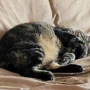 Craquotte participe au concours pour gagner de l'argent avec cette photo : animal, bed, blanket, cat, cozy, cute, cute_animal, domestic_animal, feline, fur, indoor, mammal, paw, pet, relaxed, resting, sleeping, soft, tabby, whiskers