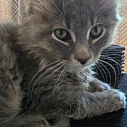 Smokey joined the competition — help win amazing prizes! kitten, cat, gray, furry, whiskers, ears, eyes, pet, animal, indoor, curtain, fabric, resting, closeup, young, cute, fluffy, soft, mammal, domestic