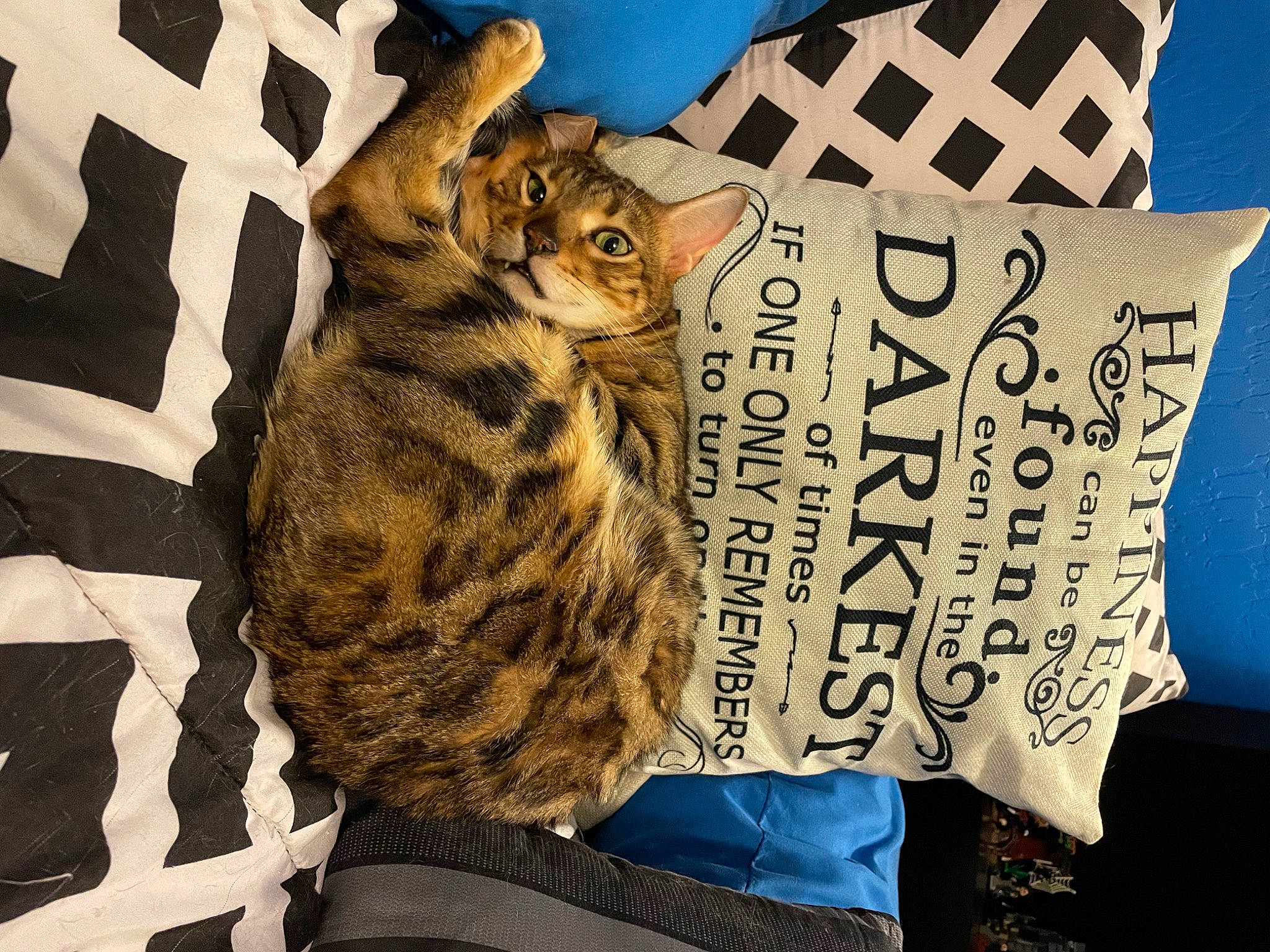 Frankie is registered to the contest to win money with this photo: bag, basket, carnivore, cat, domestic_short_haired_cat, fashion_accessory, felidae, font, fur, linens, luggage_and_bags, pattern, paw, small_to_medium_sized_cats, terrestrial_animal, whiskers