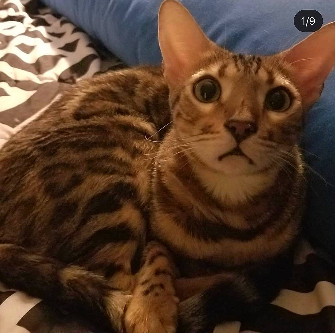 Frankie is registered to the contest to win money with this photo: carnivore, cat, comfort, domestic_short_haired_cat, felidae, fur, head, mammal, paw, sitting, small_to_medium_sized_cats, snout, square, terrestrial_animal, whiskers