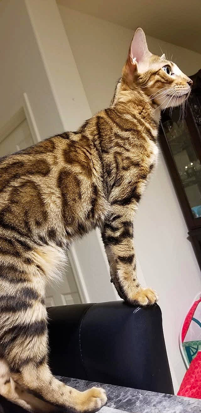 Frankie joined the competition — help win amazing prizes! carnivore, cat, domestic_short_haired_cat, fawn, felidae, fur, mammal, natural_material, paw, small_to_medium_sized_cats, snout, tail, terrestrial_animal, vertebrate, whiskers, wildlife