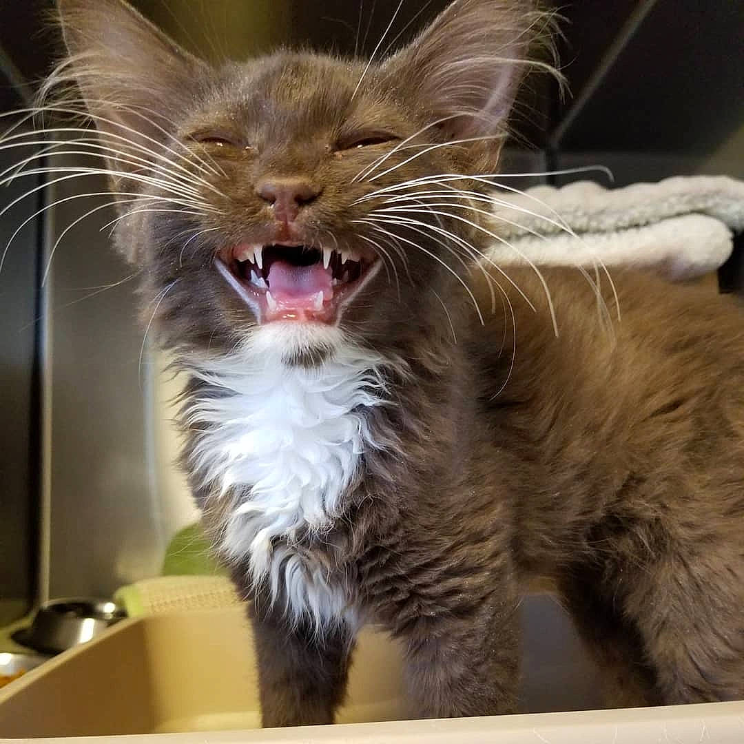 Boris joined the competition — help win amazing prizes! biting, carnivore, cat, claw, fang, felidae, foot, fur, gesture, paw, small_to_medium_sized_cats, snout, terrestrial_animal, whiskers, window, yawn