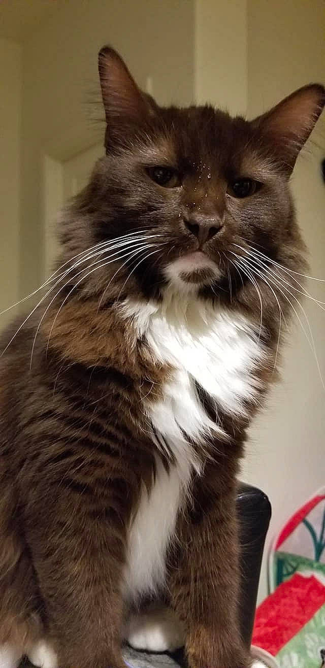 Boris joined the competition — help win amazing prizes! black_cat, carnivore, cat, claw, domestic_short_haired_cat, felidae, fur, monochrome, monochrome_photography, small_to_medium_sized_cats, snout, tail, terrestrial_animal, whiskers