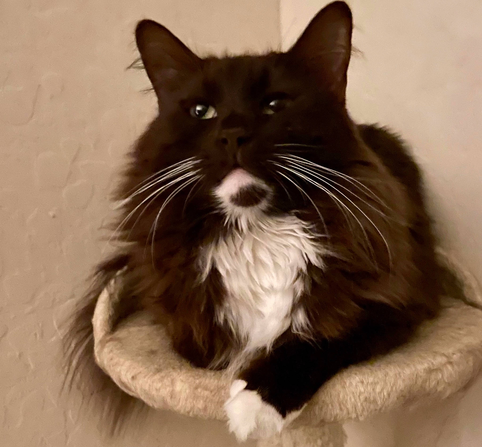 Boris is registered to the contest to win money with this photo: art, black_cat, carnivore, cat, claw, comfort, domestic_short_haired_cat, eye, felidae, fur, iris, monochrome, monochrome_photography, paw, sitting, small_to_medium_sized_cats, snout, tail, whiskers, window