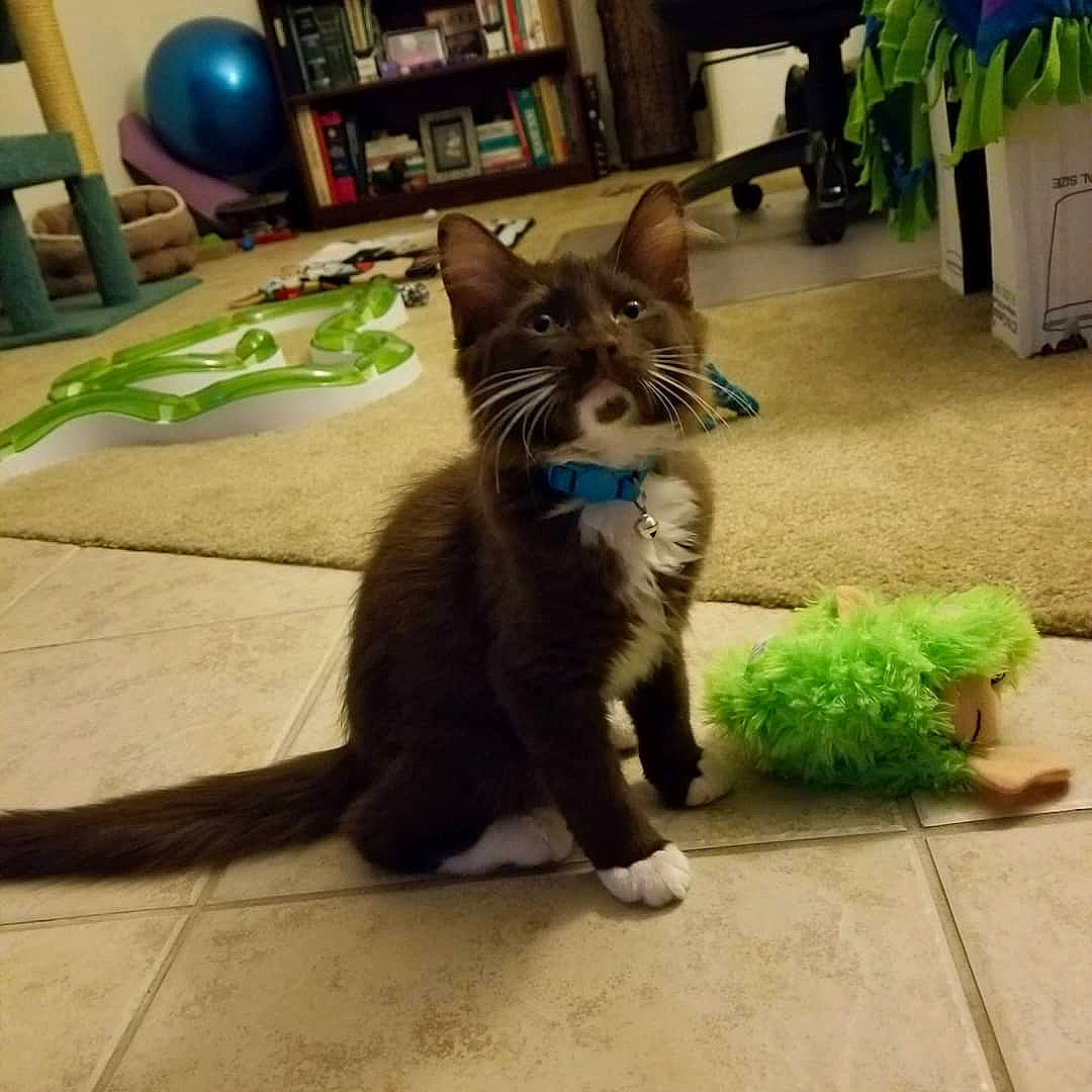 Boris joined the competition — help win amazing prizes! carnivore, cat, chair, comfort, dog_breed, felidae, floor, flooring, fur, green, grey, hardwood, houseplant, picture_frame, plant, small_to_medium_sized_cats, snout, tail, whiskers, window