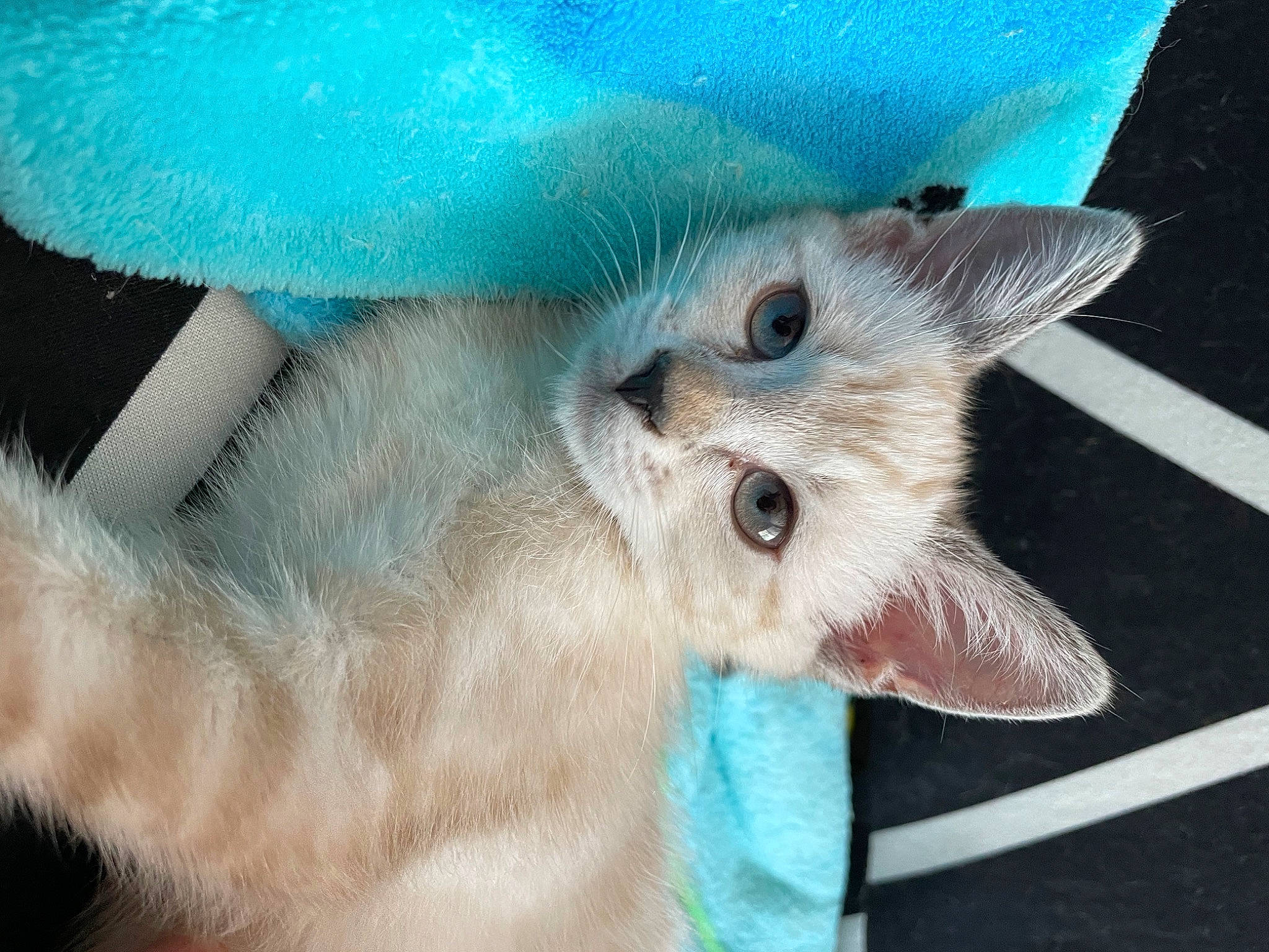 Luna joined the competition — help win amazing prizes! balinese, birman, blue, canidae, carnivore, cat, claw, close_up, domestic_short_haired_cat, electric_blue, fawn, felidae, fur, paw, small_to_medium_sized_cats, tail, thai, whiskers