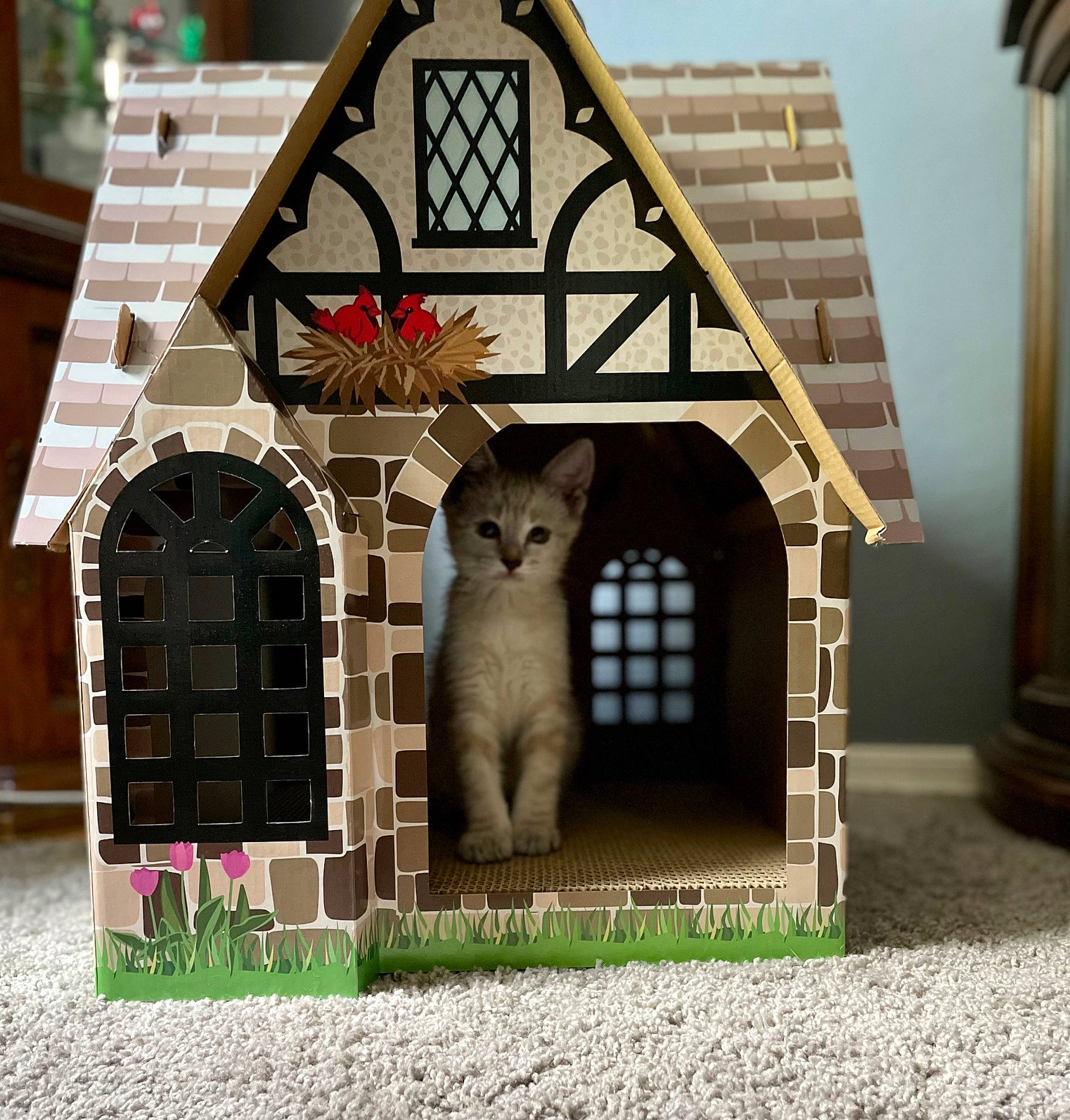 Luna joined the competition — help win amazing prizes! arch, art, building, carnivore, cat, cottage, facade, fawn, felidae, grass, house, interior_design, plant, small_to_medium_sized_cats, tail, terrestrial_animal, triangle, whiskers, window, wood