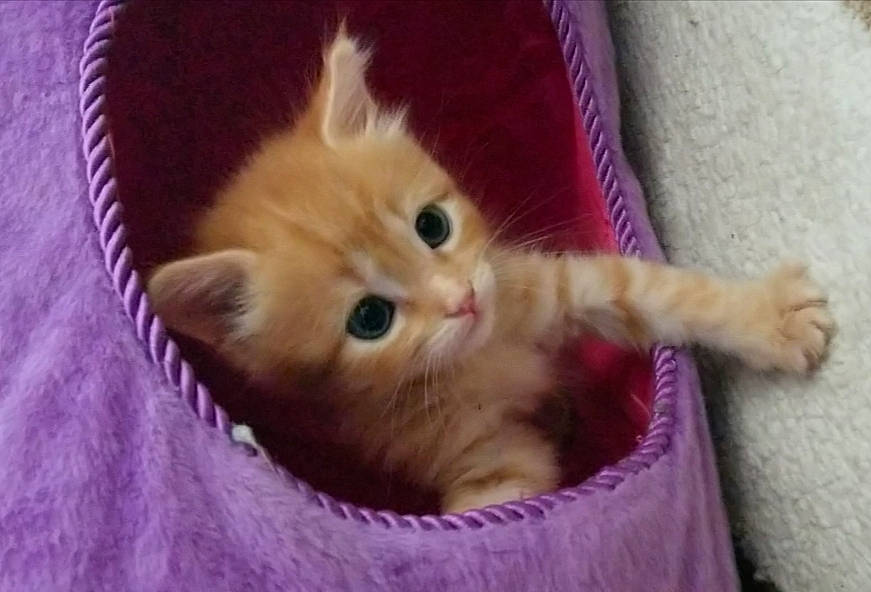 Daphne Blake joined the competition — help win amazing prizes! carnivore, cat, cat_supply, claw, domestic_short_haired_cat, fawn, felidae, fur, paw, photo_caption, small_to_medium_sized_cats, snout, tail, whiskers