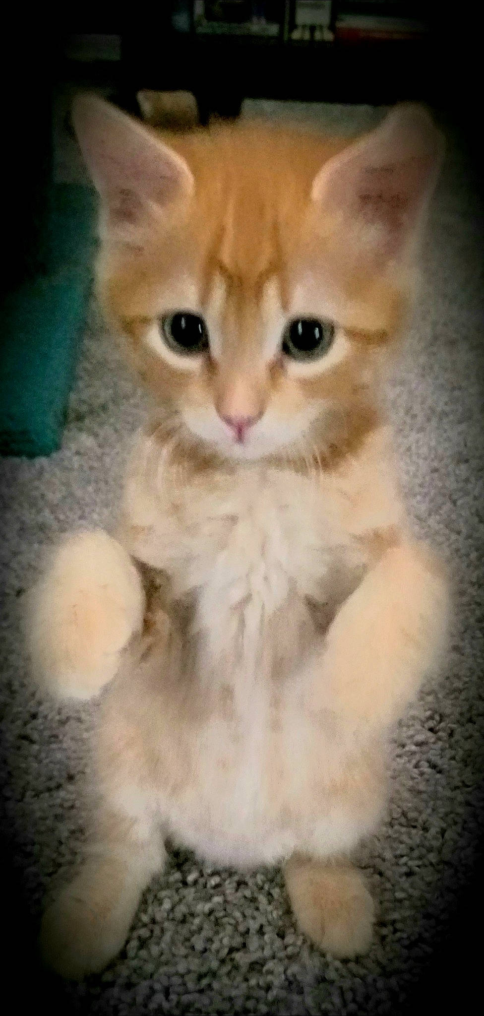 Daphne Blake joined the competition — help win amazing prizes! carnivore, cat, claw, comfort, domestic_short_haired_cat, fawn, felidae, fur, mammal, paw, photo_caption, sitting, small_to_medium_sized_cats, snout, tail, terrestrial_animal, whiskers