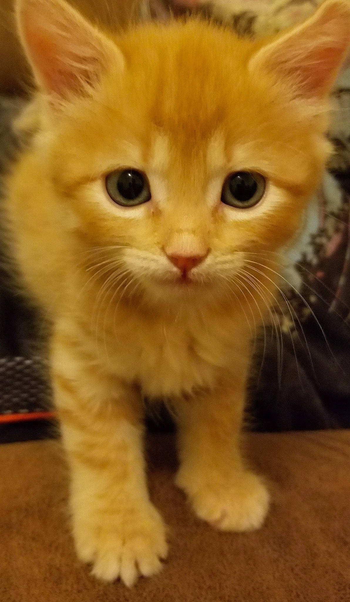 Daphne Blake joined the competition — help win amazing prizes! carnivore, cat, claw, domestic_short_haired_cat, fawn, felidae, fur, paw, small_to_medium_sized_cats, snout, tail, terrestrial_animal, whiskers