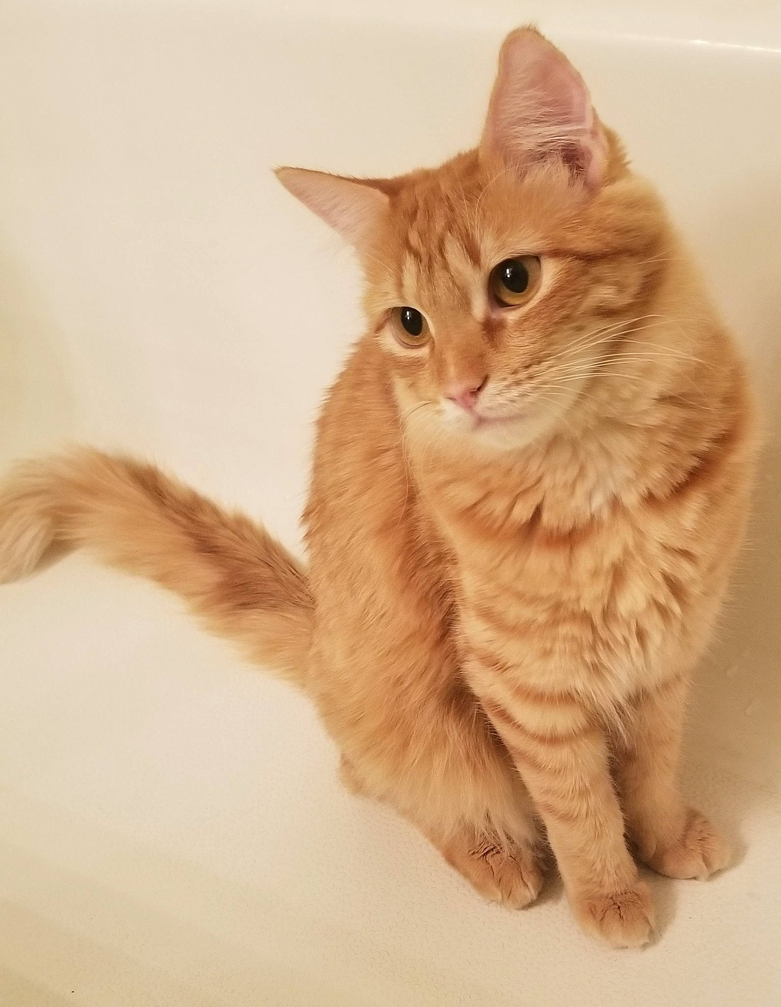 Daphne Blake is registered to the contest to win money with this photo: carnivore, cat, claw, comfort, domestic_short_haired_cat, fawn, felidae, foot, fur, gesture, paw, peach, sitting, small_to_medium_sized_cats, snout, tail, terrestrial_animal, whiskers, wood