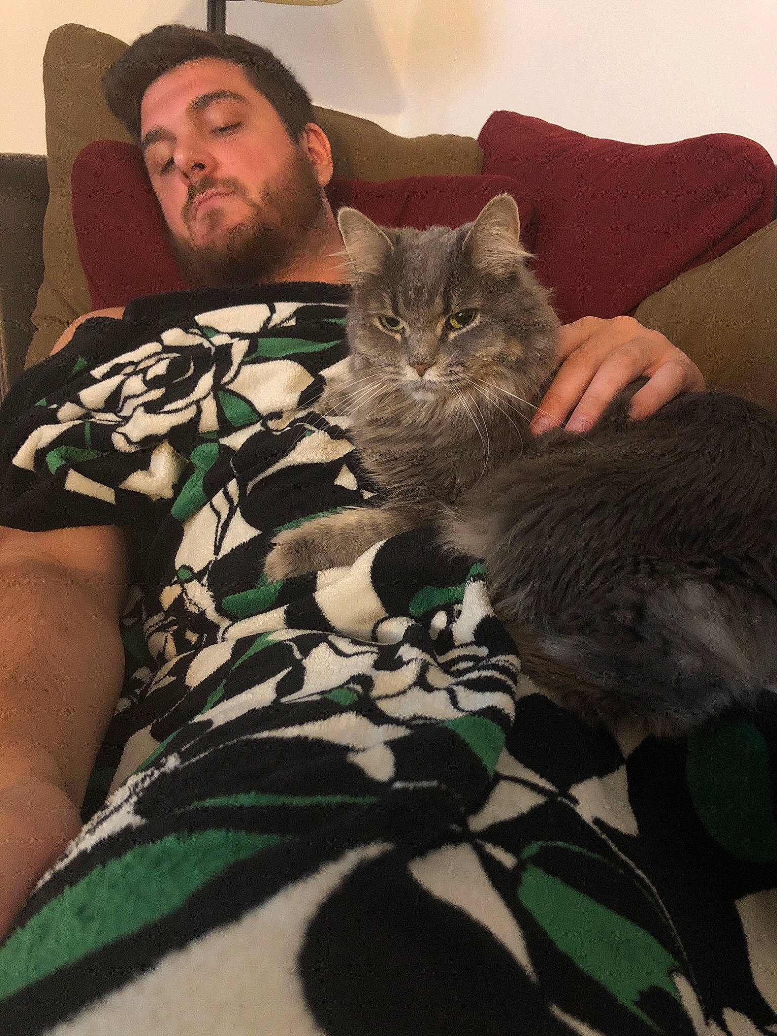 Xena joined the competition — help win amazing prizes! american_shorthair, asian, carnivore, cat, domestic_short_haired_cat, ear, european_shorthair, eye, felidae, fur, kitten, lap, leg, neck, pixie_bob, sitting, skin, small_to_medium_sized_cats, tabby_cat, whiskers