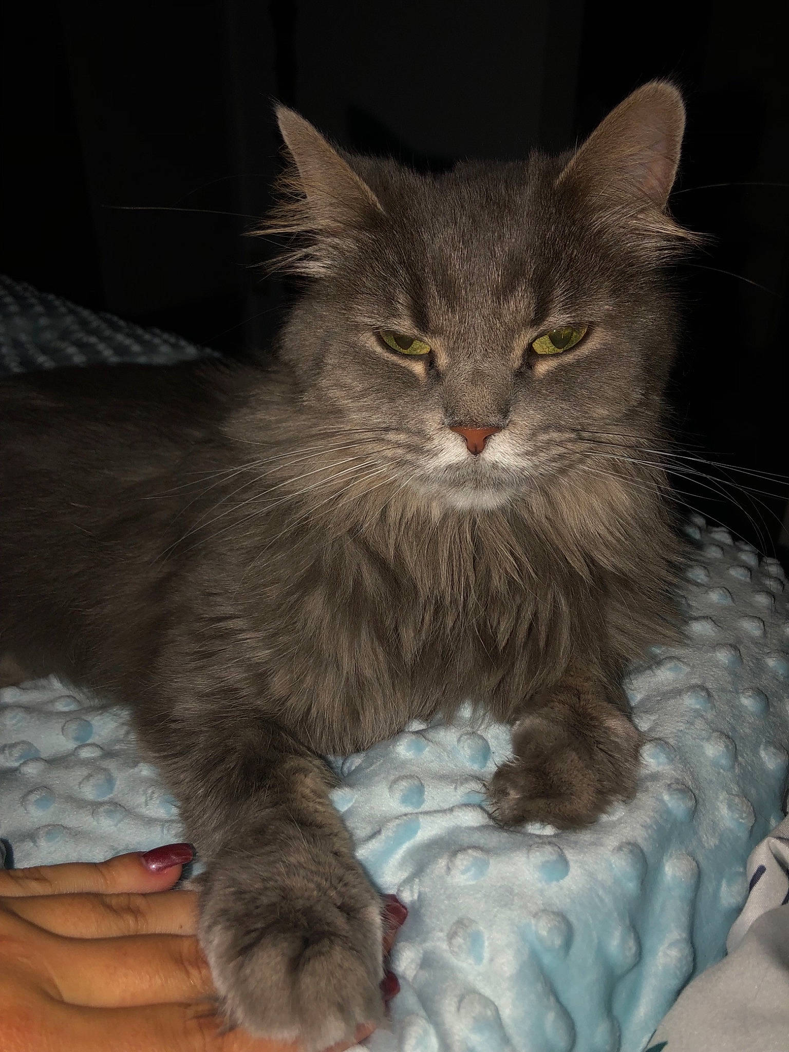 Xena is registered to the contest to win money with this photo: asian, asian_semi_longhair, british_semi_longhair, carnivore, cat, claw, domestic_long_haired_cat, domestic_short_haired_cat, european_shorthair, felidae, kitten, maine_coon, mammal, nebelung, norwegian_forest_cat, pixie_bob, siberian, small_to_medium_sized_cats, vertebrate, whiskers