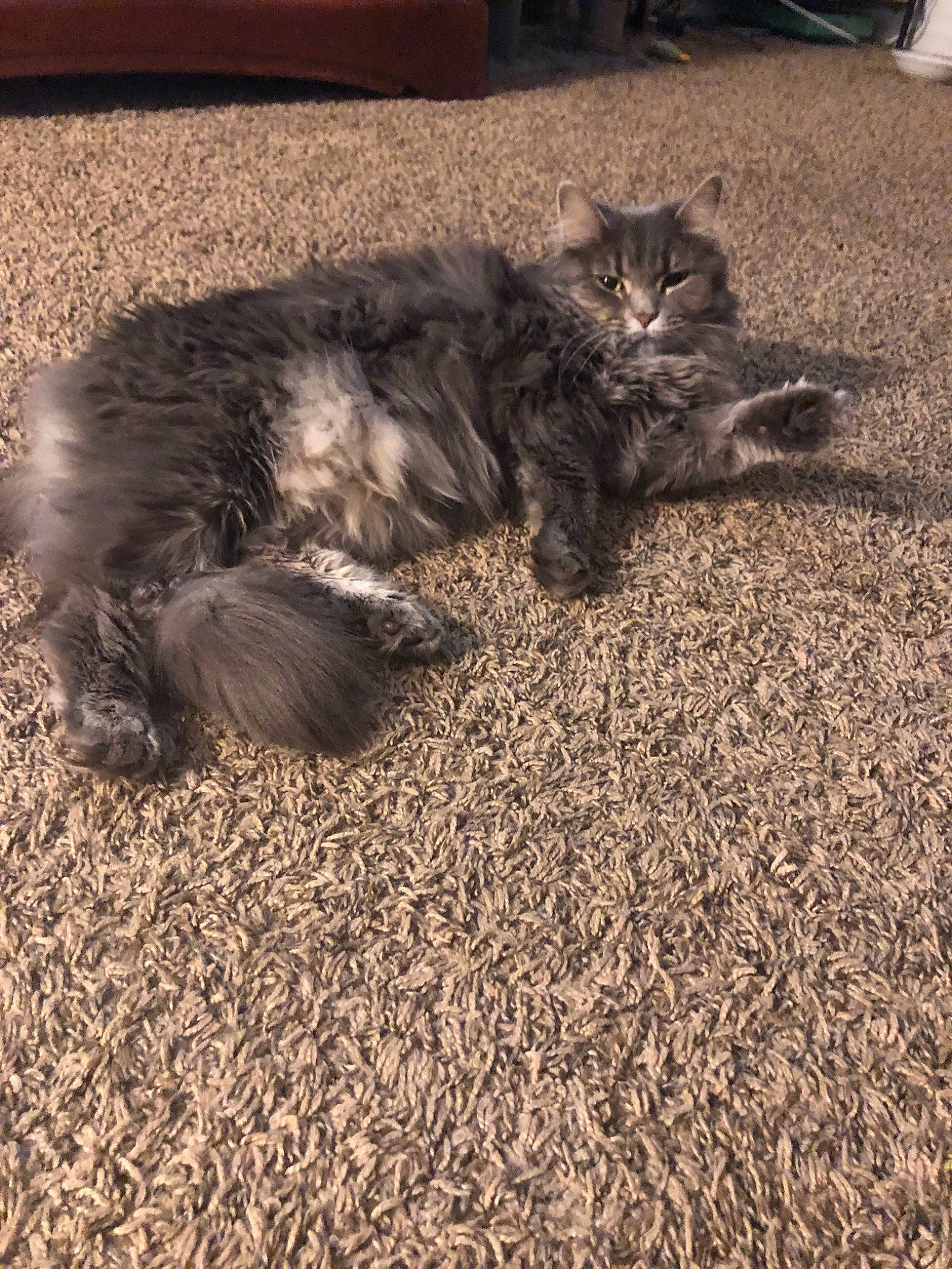 Xena is registered to the contest to win money with this photo: asian, british_semi_longhair, carnivore, cat, domestic_long_haired_cat, domestic_short_haired_cat, european_shorthair, felidae, floor, fur, kitten, maine_coon, mammal, norwegian_forest_cat, pixie_bob, siberian, small_to_medium_sized_cats, tabby_cat, tail, whiskers