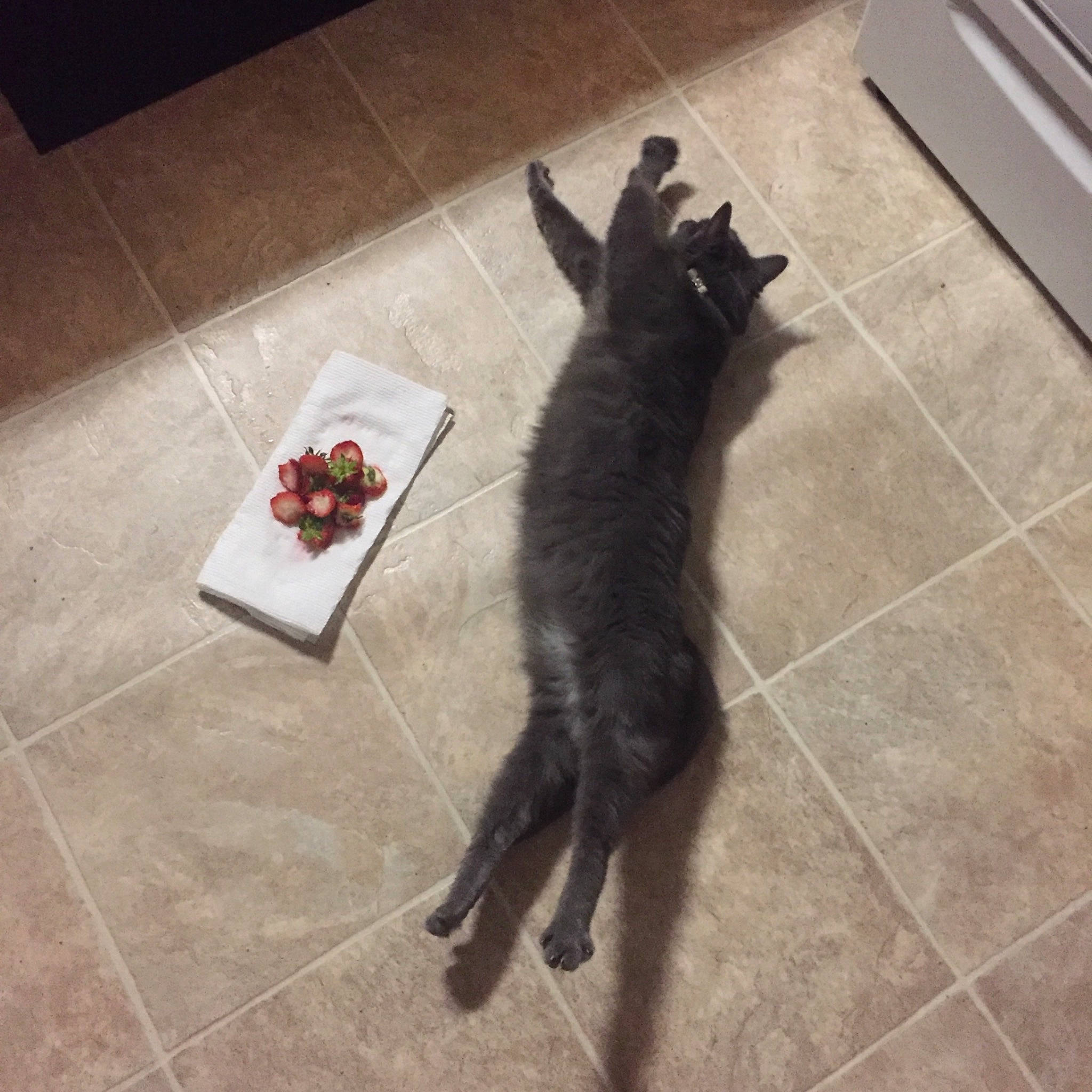 Gracie joined the competition — help win amazing prizes! black_cat, carnivore, cat, claw, domestic_short_haired_cat, european_shorthair, felidae, floor, flooring, fur, leg, paw, russian_blue, small_to_medium_sized_cats, tail, whiskers