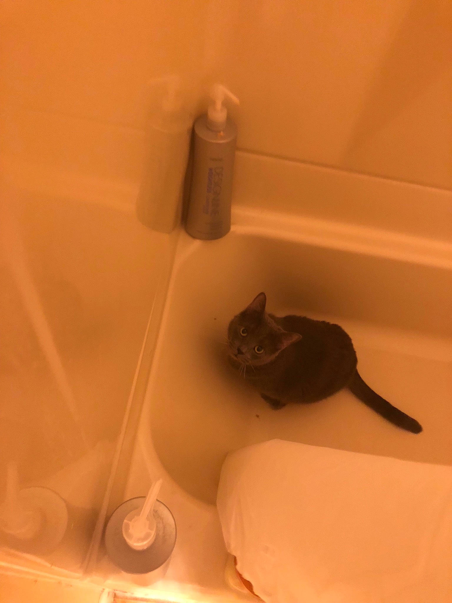Gracie joined the competition — help win amazing prizes! bathroom, bathtub, cat, fawn, felidae, plumbing_fixture, room, sink, small_to_medium_sized_cats, tail, tap, whiskers