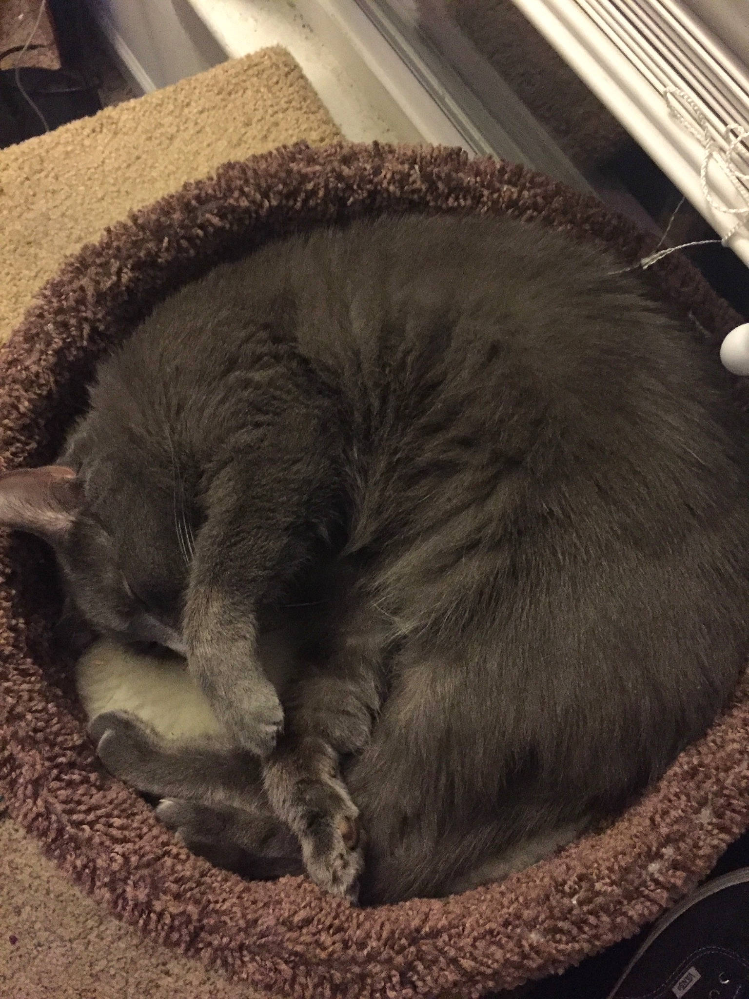 Gracie is registered to the contest to win money with this photo: british_shorthair, carnivore, cat, cat_bed, chartreux, domestic_short_haired_cat, felidae, fur, kitten, korat, nap, nebelung, russian_blue, sleep, small_to_medium_sized_cats, whiskers