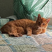 Garbo is registered to the contest to win money with this photo: cat, orange_cat, tabby, pet, animal, indoor, quilt, bed, curtain, green_curtain, relaxed, feline, lying_down, cozy, soft_light, window_light, household, domestic_animal, resting, sleepy