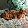 cat, orange_cat, tabby, pet, animal, indoor, quilt, bed, curtain, green_curtain, relaxed, feline, lying_down, cozy, soft_light, window_light, household, domestic_animal, resting, sleepy