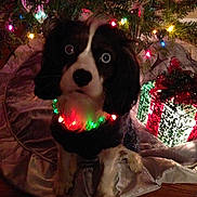 Blue is registered to the contest to win money with this photo: dog, heterochromia, christmas_tree, holiday_lights, decorations, festive, collar, red, green, black_and_white, pet, indoor, floor, present, gift_box, tree_skirt, holiday, cute, animal, celebration