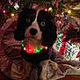 dog, heterochromia, christmas_tree, holiday_lights, decorations, festive, collar, red, green, black_and_white, pet, indoor, floor, present, gift_box, tree_skirt, holiday, cute, animal, celebration
