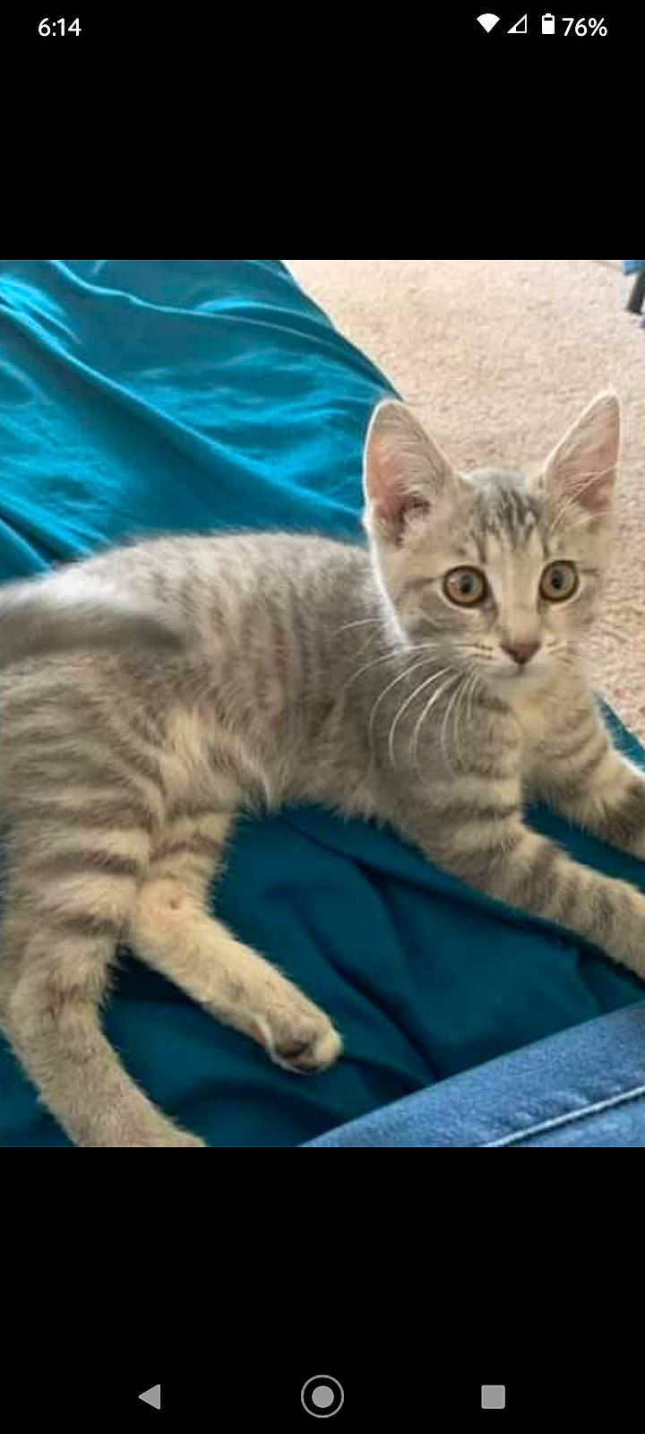 Flake joined the competition — help win amazing prizes! carnivore, cat, cat_supply, claw, comfort, domestic_short_haired_cat, felidae, fur, paw, rectangle, sitting, small_to_medium_sized_cats, tail, whiskers