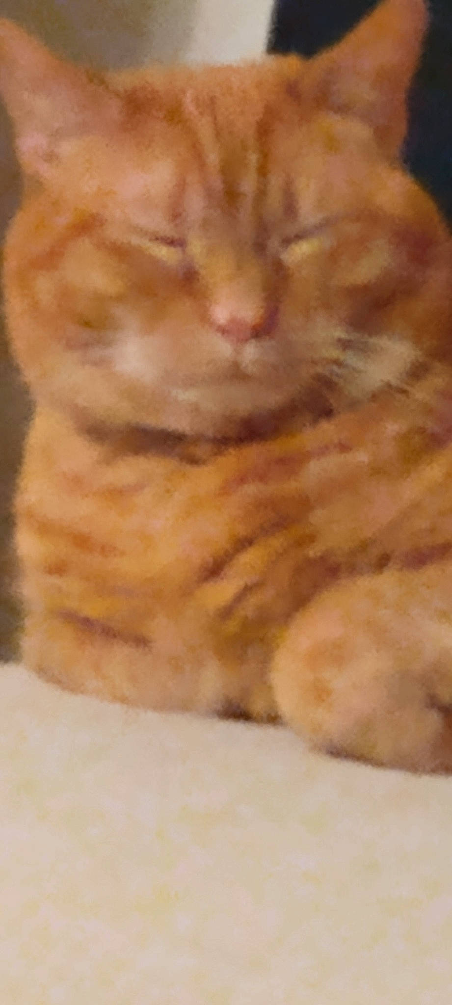 Phinneas September joined the competition — help win amazing prizes! carnivore, cat, comfort, ear, fawn, felidae, fur, paw, peach, small_to_medium_sized_cats, snout, terrestrial_animal, whiskers