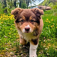 Bella participe au concours pour gagner de l'argent avec cette photo : puppy, dog, brown, white, grass, wildflowers, yellow_flowers, greenery, nature, outdoor, walking, young_dog, cute, fur, forest, spring, path, closeup, animal, adorable