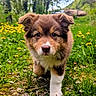 puppy, dog, brown, white, grass, wildflowers, yellow_flowers, greenery, nature, outdoor, walking, young_dog, cute, fur, forest, spring, path, closeup, animal, adorable