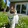 Fripouille a rejoint le concours — aidez-le/la à gagner de superbes lots ! cat, animal, pet, outdoor, grass, flowers, daisies, greenery, sunlight, daylight, white_fur, brown_fur, blue_harness, nature, garden, house, tree, close_up, walking, whiskers