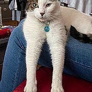 Fripouille a rejoint le concours — aidez-le/la à gagner de superbes lots ! cat, white_cat, tabby, pet, indoor, feline, relaxed, stretching, couch, jeans, lap, household, table, tablecloth, window, fur, whiskers, collar, tag, domestic