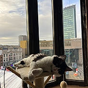 Helha participe au concours pour gagner de l'argent avec cette photo : cat, black_and_white, cat_tree, window, cityscape, building, urban, sky, cloudy, indoor, pet, feline, relaxed, lounging, fur, animal, domestic, curious, daytime, windowsill