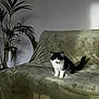 Helha participe au concours pour gagner de l'argent avec cette photo : cat, black_and_white, sofa, green, plant, indoor, furniture, pet, animal, tongue_out, cozy, minimalist, home, living_room, velvet, sunlight, leafy_plant, sitting, cute, feline