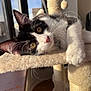 Helha participe au concours pour gagner de l'argent avec cette photo : cat, kitten, black_and_white, whiskers, cat_tree, sunlight, indoor, pet, feline, curious, cozy, relaxing, close_up, paw, ears, nose, window, fur, playful, domestic
