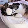 Indy participe au concours pour gagner de l'argent avec cette photo : cat, sleeping, paw, bed, blanket, fur, indoor, cozy, resting, pet, tabby, white_paw, curled_up, napping, cute, domestic_animal, feline, relaxation, soft, quiet