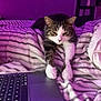 Indy participe au concours pour gagner de l'argent avec cette photo : cat, bed, striped_bedspread, paws, laptop, keyboard, indoor, purple_lighting, curious, feline, pet, technology, cozy, home, relaxed, stretching, whiskers, fur, nighttime, room