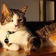 Indy participe au concours pour gagner de l'argent avec cette photo : cat, tabby, white_fur, green_eyes, collar, tag, indoor, sunlight, wooden_surface, relaxed, pet, feline, animal, close_up, resting, domestic_cat, fur_texture, whiskers, paw, calm