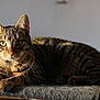 Satchi participe au concours pour gagner de l'argent avec cette photo : cat, tabby_cat, animal, pet, feline, fur, whiskers, ears, eyes, paws, resting, indoor, cozy, gray_surface, striped, closeup, portrait, relaxed, sunlight, domestic_cat