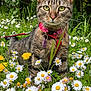 Satchi a rejoint le concours — aidez-le/la à gagner de superbes lots ! cat, tabby_cat, green_eyes, pink_harness, purple_tag, daisies, dandelions, flowers, grass, outdoor, nature, pet, animal, close_up, garden, spring, plants, flora, leaves, wildflowers