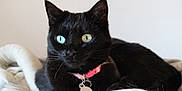Nala participe au concours pour gagner de l'argent avec cette photo : animal, black_cat, blanket, blue_eyes, cat, closeup, collar, cozy, cute, domestic_cat, feline, fur, indoor, pet, portrait, relaxed, resting, soft_light, tag, whiskers