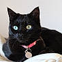 Nala participe au concours pour gagner de l'argent avec cette photo : black_cat, cat, pet, animal, feline, collar, tag, blue_eyes, whiskers, fur, closeup, indoor, blanket, resting, cute, domestic_cat, portrait, soft_light, relaxed, cozy