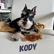 Kody joined the competition — help win amazing prizes! alert, animal, black_and_white, blanket, chew_toy, close_up, cute, dog, dog_breed, ears_up, fur, furniture, indoor, pet, portrait, puppy, relaxed, small_dog, toy, white_chair