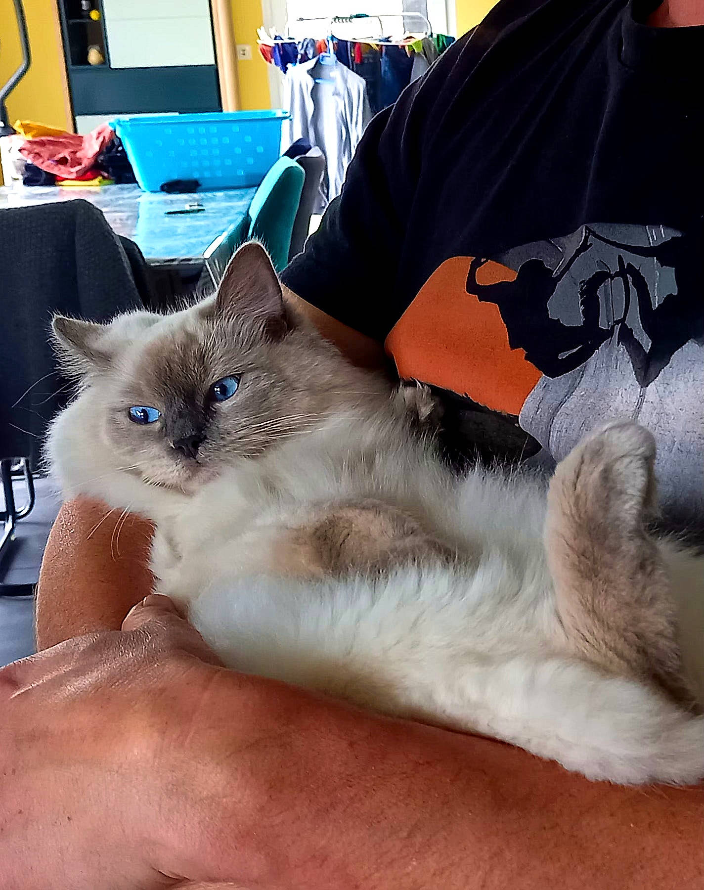 Pompom participe au concours pour gagner de l'argent avec cette photo : balinese, carnivore, cat, comfort, domestic_short_haired_cat, fawn, felidae, fur, head, lap, leg, mammal, paw, siamese, small_to_medium_sized_cats, snout, thai, tonkinese, vertebrate, whiskers