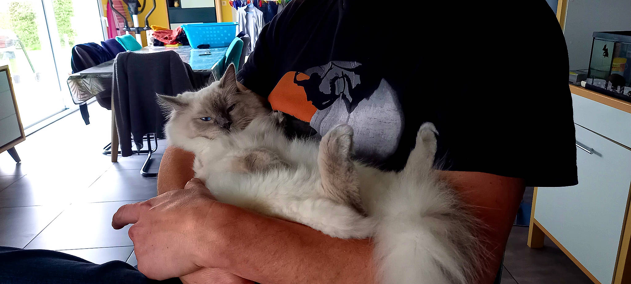 Pompom participe au concours pour gagner de l'argent avec cette photo : bag, balinese, carnivore, cat, claw, comfort, companion_dog, domestic_short_haired_cat, fawn, felidae, fur, lap, luggage_and_bags, nail, nap, paw, small_to_medium_sized_cats, table, tail, whiskers